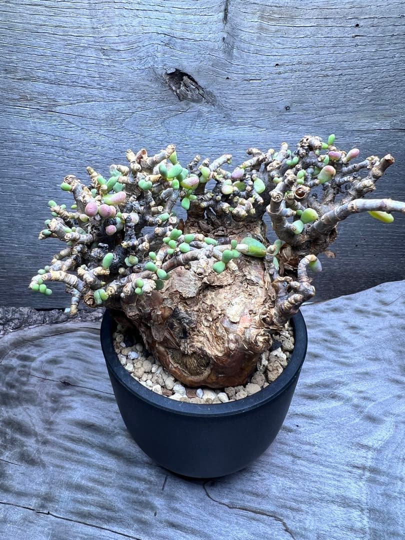 発根済　ケラリアピグマエア　ベアルート株　③