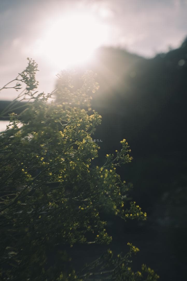 まー様赤エルマーダイヤ入り！Leica Elmar 50mm F3.5