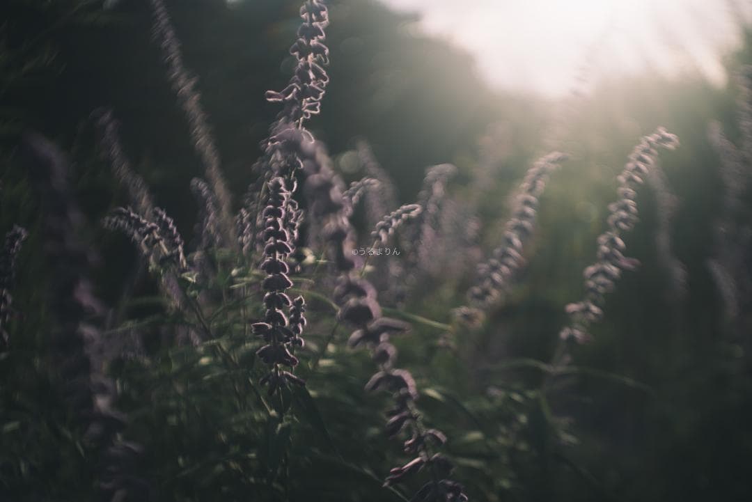 まー様赤エルマーダイヤ入り！Leica Elmar 50mm F3.5