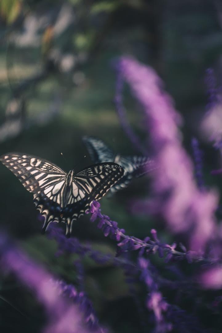 まー様赤エルマーダイヤ入り！Leica Elmar 50mm F3.5