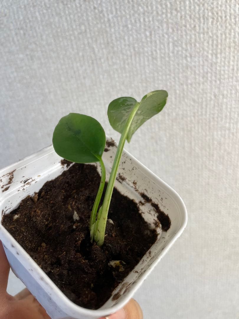 し*お様 モンステラ　デリシオーサ　バルバソー