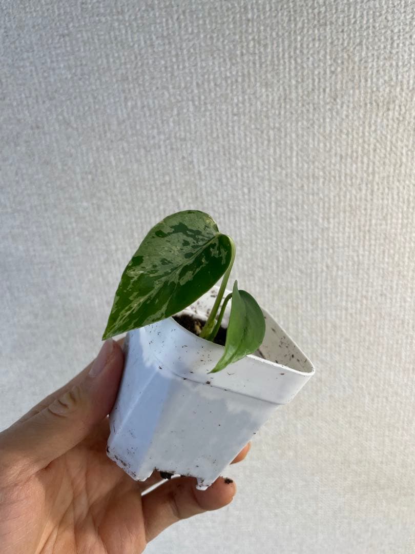 し*お様 モンステラ　デリシオーサ　バルバソー