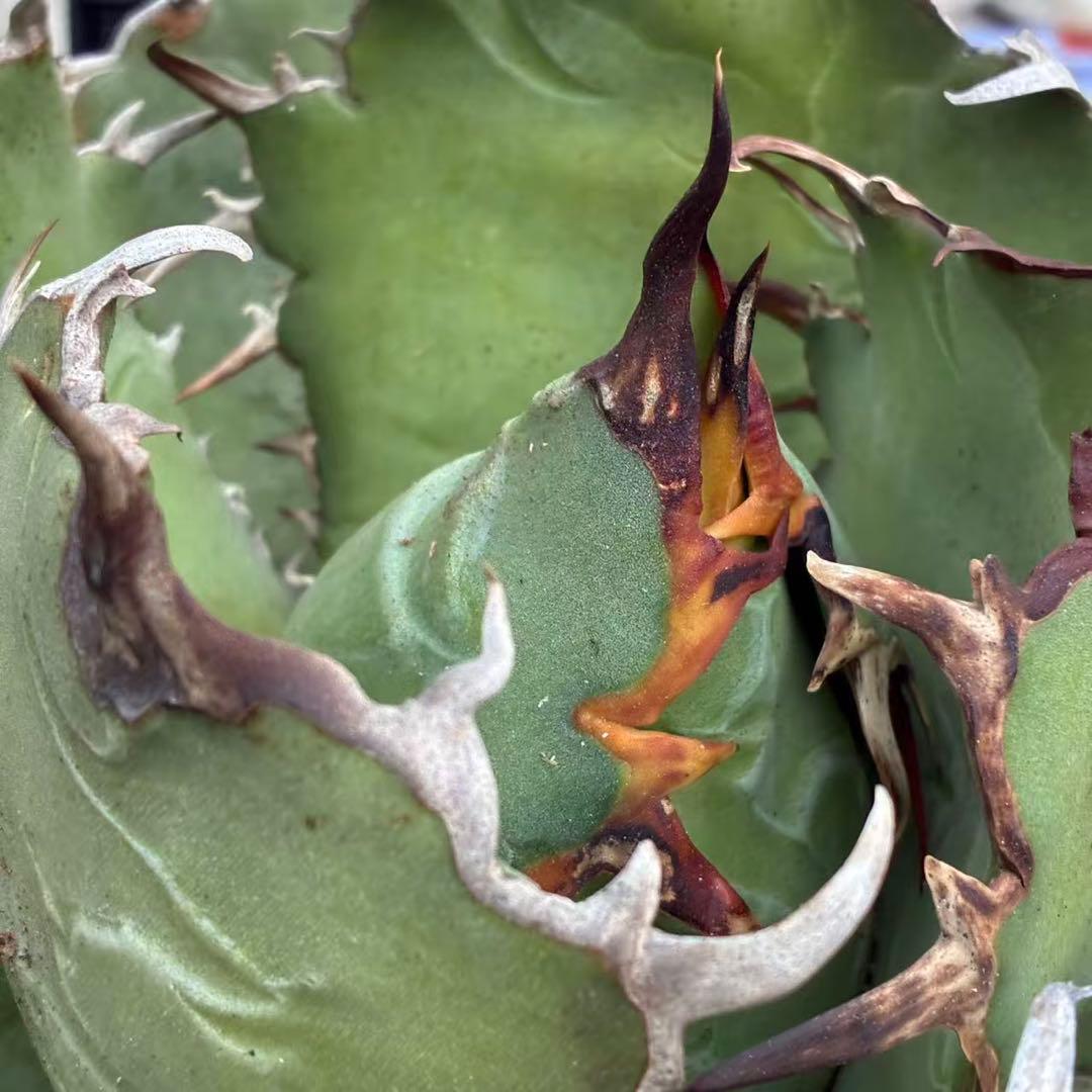 明*細様 アガベ チタノタ 超大株白鯨 親株出品 コレクション株 超甲蓋 特選品