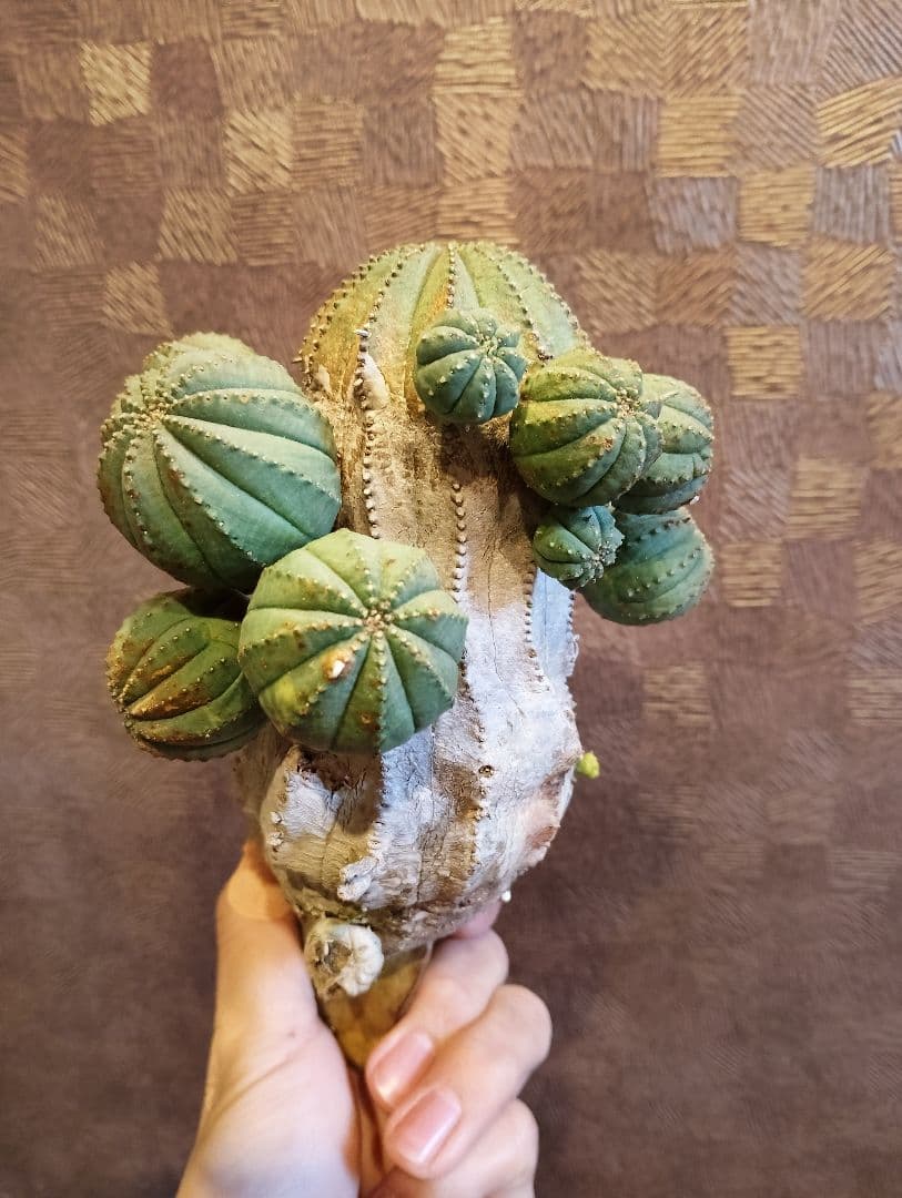 特選 特大 木質化 ユーフォルビア オールド オベサ 斑入り 子株付き