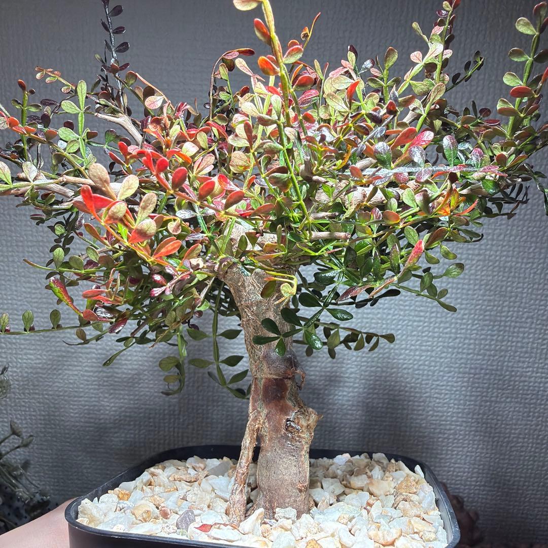 12/4更新　オペルクリカリアパキプス　実生6年目　パキプス　塊根植物　鉢ごと