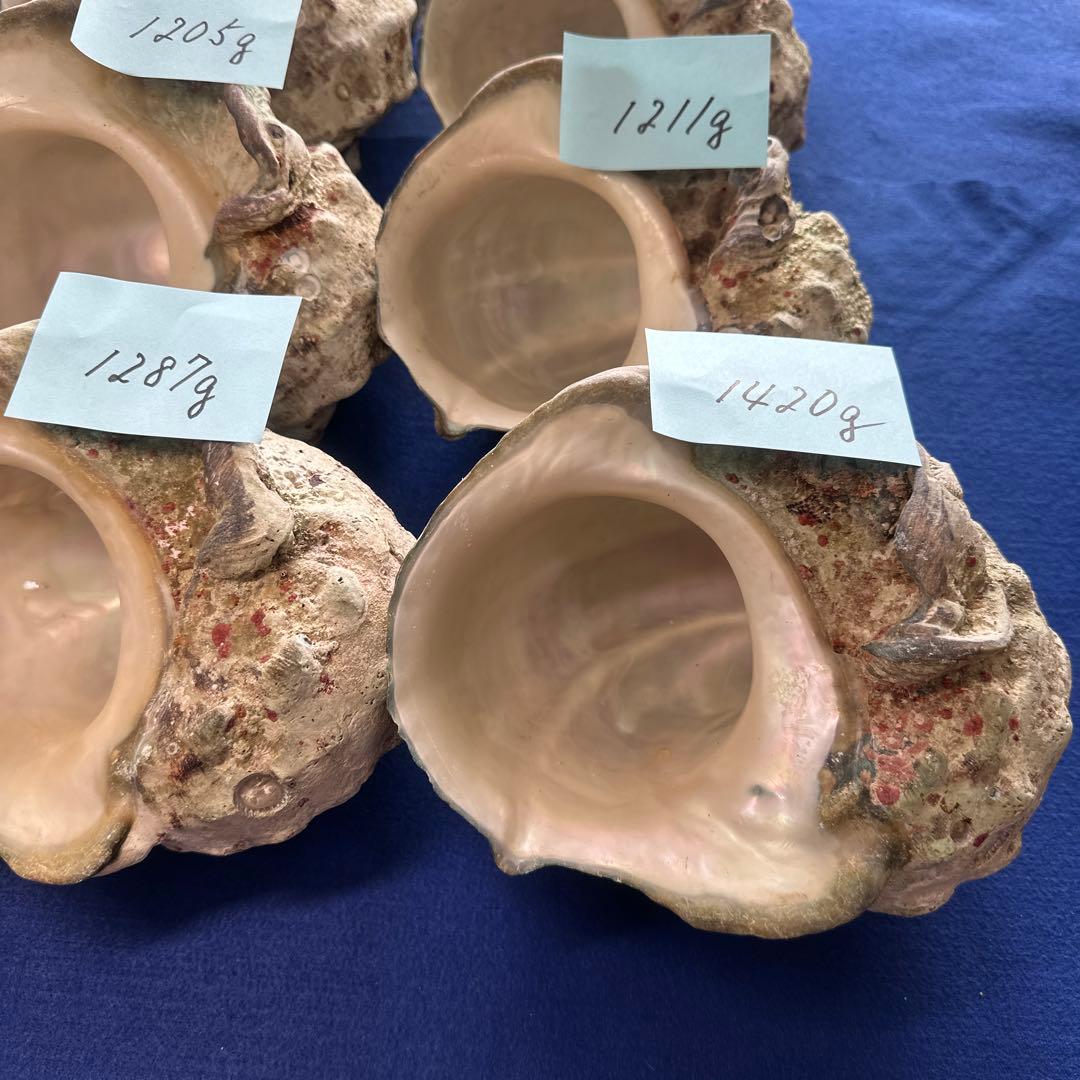 大型夜光貝　ヤコウ貝　まとめ売り　20個　　　22、7kg アクセサリー　ルアー