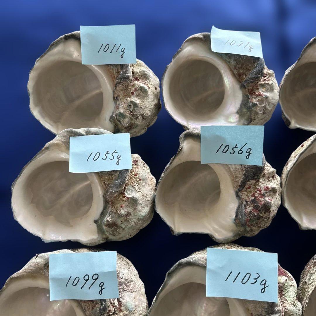 大型夜光貝　ヤコウ貝　まとめ売り　20個　　　22、7kg アクセサリー　ルアー