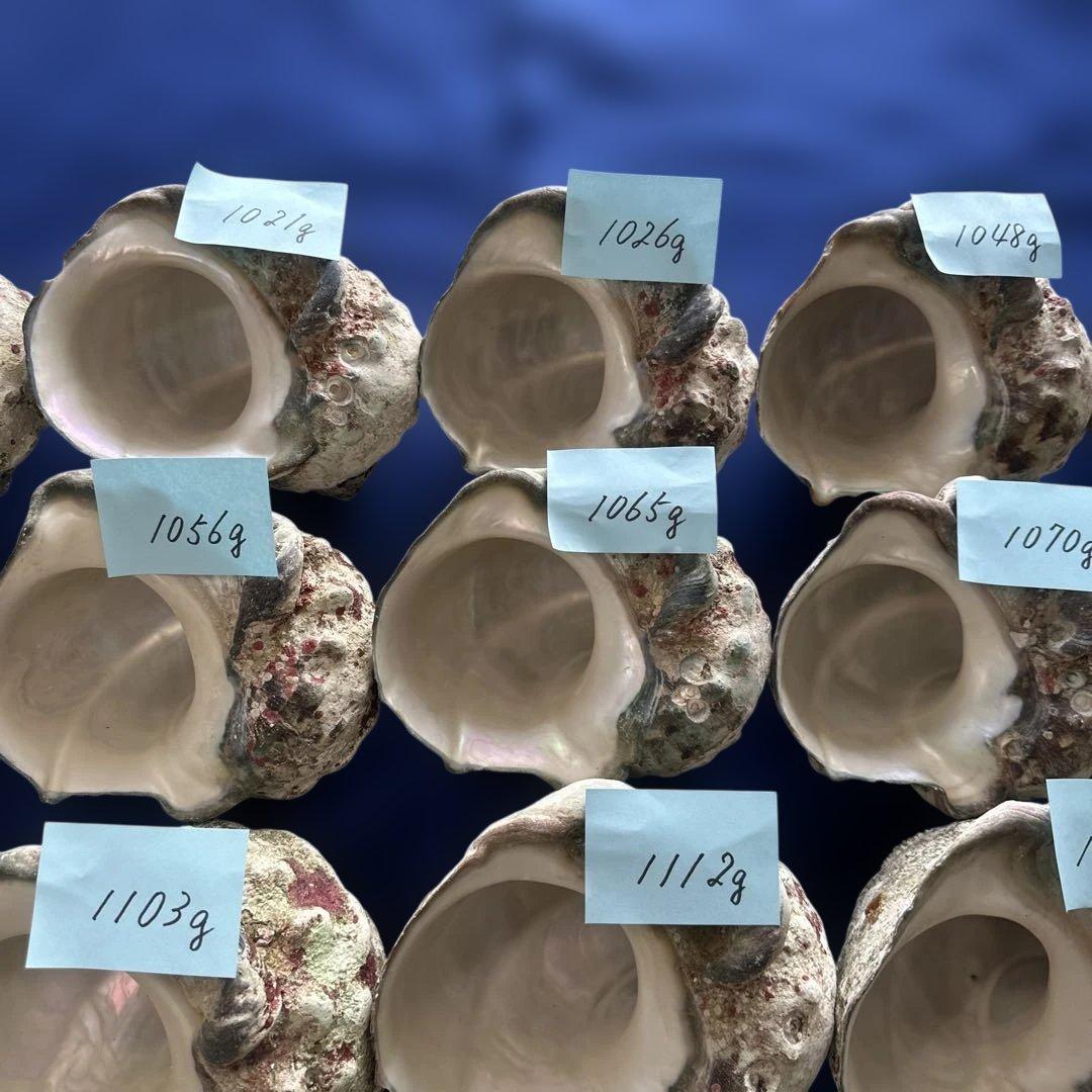 大型夜光貝　ヤコウ貝　まとめ売り　20個　　　22、7kg アクセサリー　ルアー