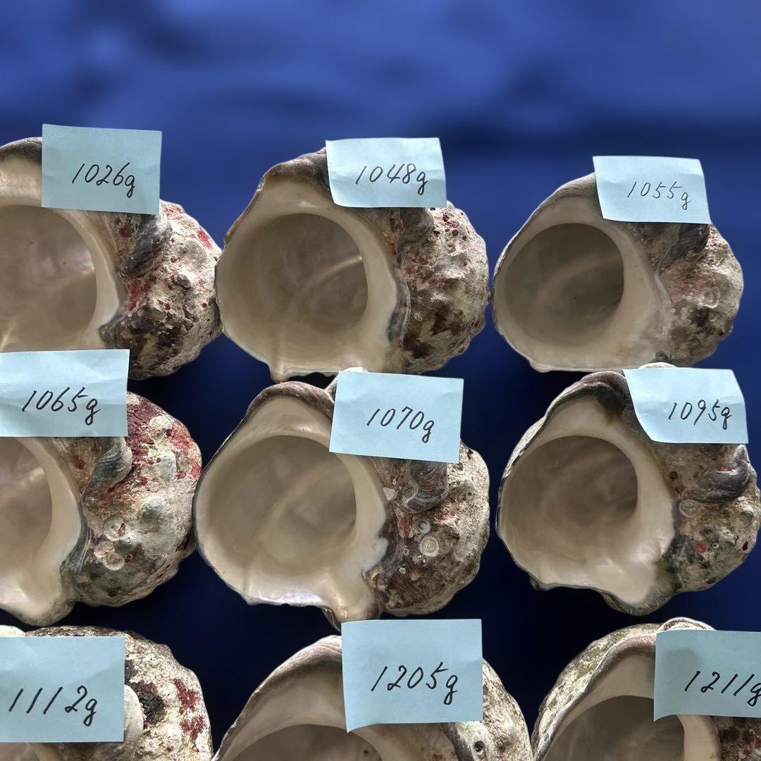 大型夜光貝　ヤコウ貝　まとめ売り　20個　　　22、7kg アクセサリー　ルアー