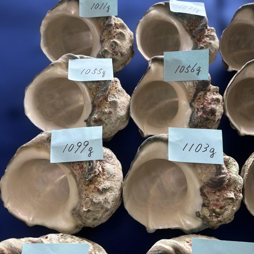 大型夜光貝　ヤコウ貝　まとめ売り　20個　　　22、7kg アクセサリー　ルアー