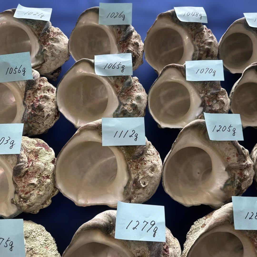 大型夜光貝　ヤコウ貝　まとめ売り　20個　　　22、7kg アクセサリー　ルアー