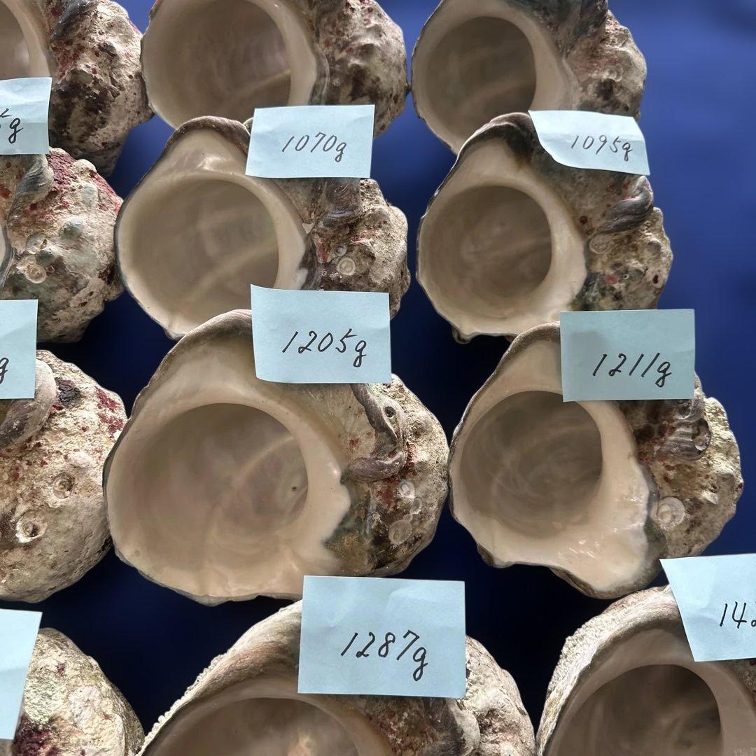 大型夜光貝　ヤコウ貝　まとめ売り　20個　　　22、7kg アクセサリー　ルアー