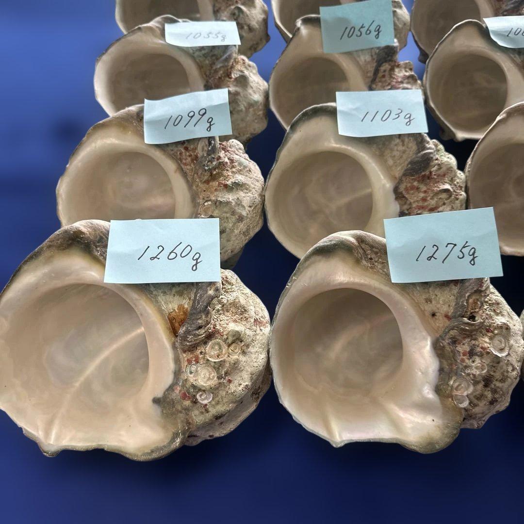 大型夜光貝　ヤコウ貝　まとめ売り　20個　　　22、7kg アクセサリー　ルアー