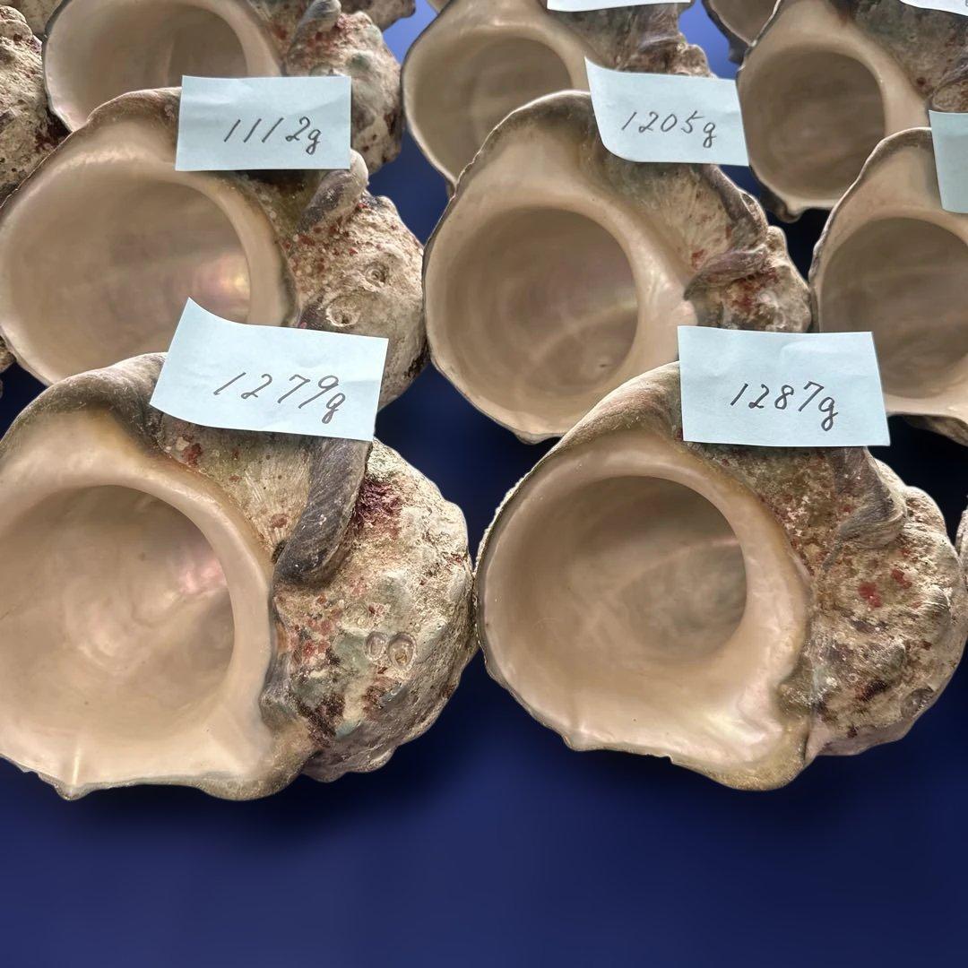 大型夜光貝　ヤコウ貝　まとめ売り　20個　　　22、7kg アクセサリー　ルアー