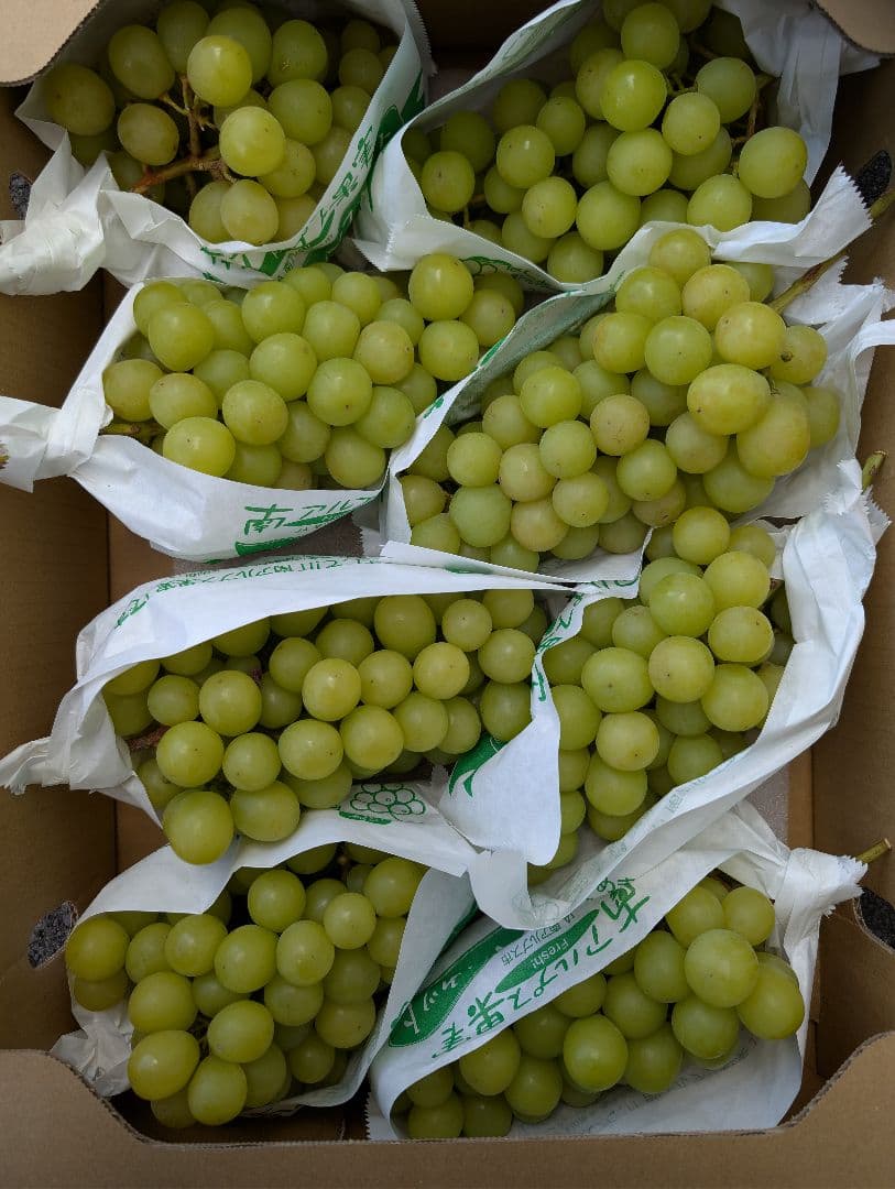山梨県産ぶどう　シャインマスカット　8房入り箱込み約5.6kg