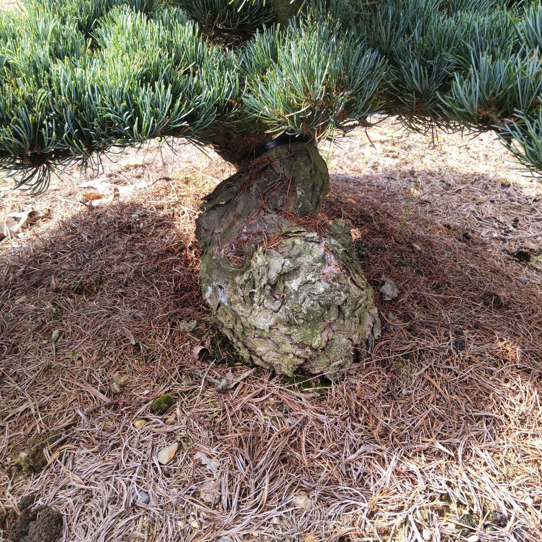 八房 五葉松 鉢植えサイズ ◆ 引き取り限定価格❗️