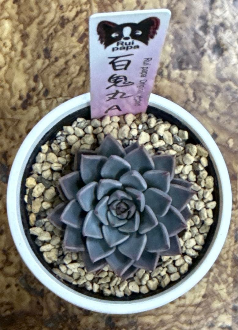 ルイパパさん苗　命名苗　百鬼丸　Aタイプ　札付き