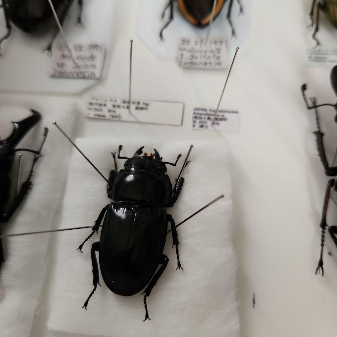 昆虫標本(クワガタ), 8種類