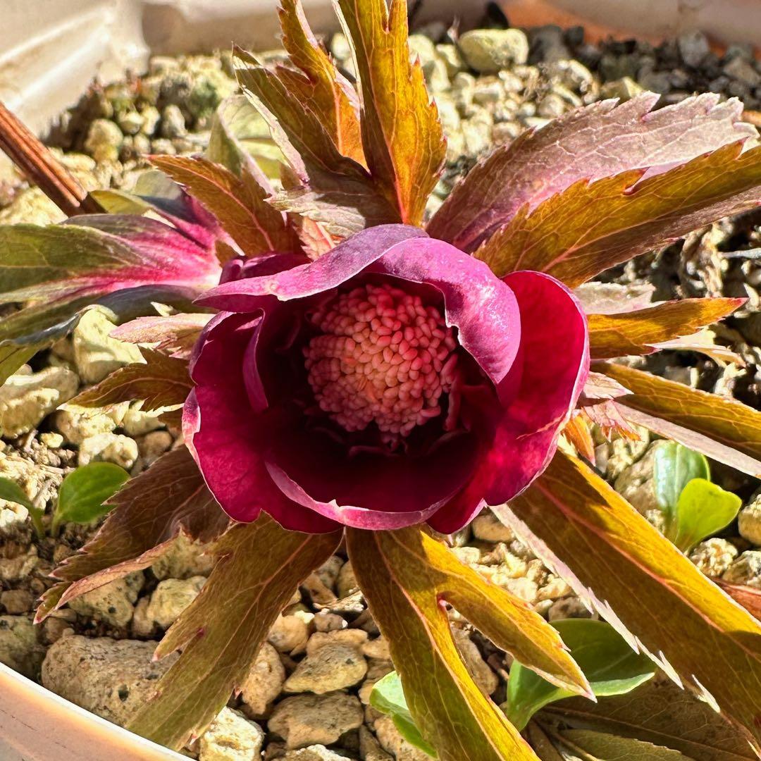 クリスマスローズ　ミスティーク×紅　交配苗　大木ナーサリー