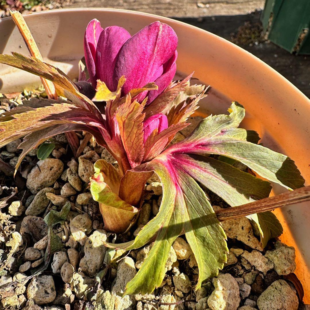 クリスマスローズ　ミスティーク×紅　交配苗　大木ナーサリー