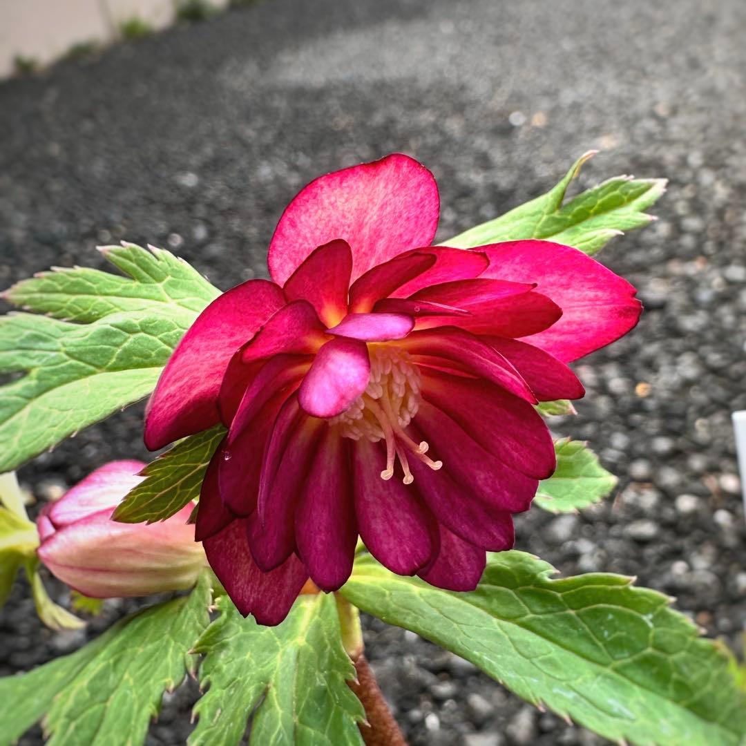 クリスマスローズ　ミスティーク×紅　交配苗　大木ナーサリー