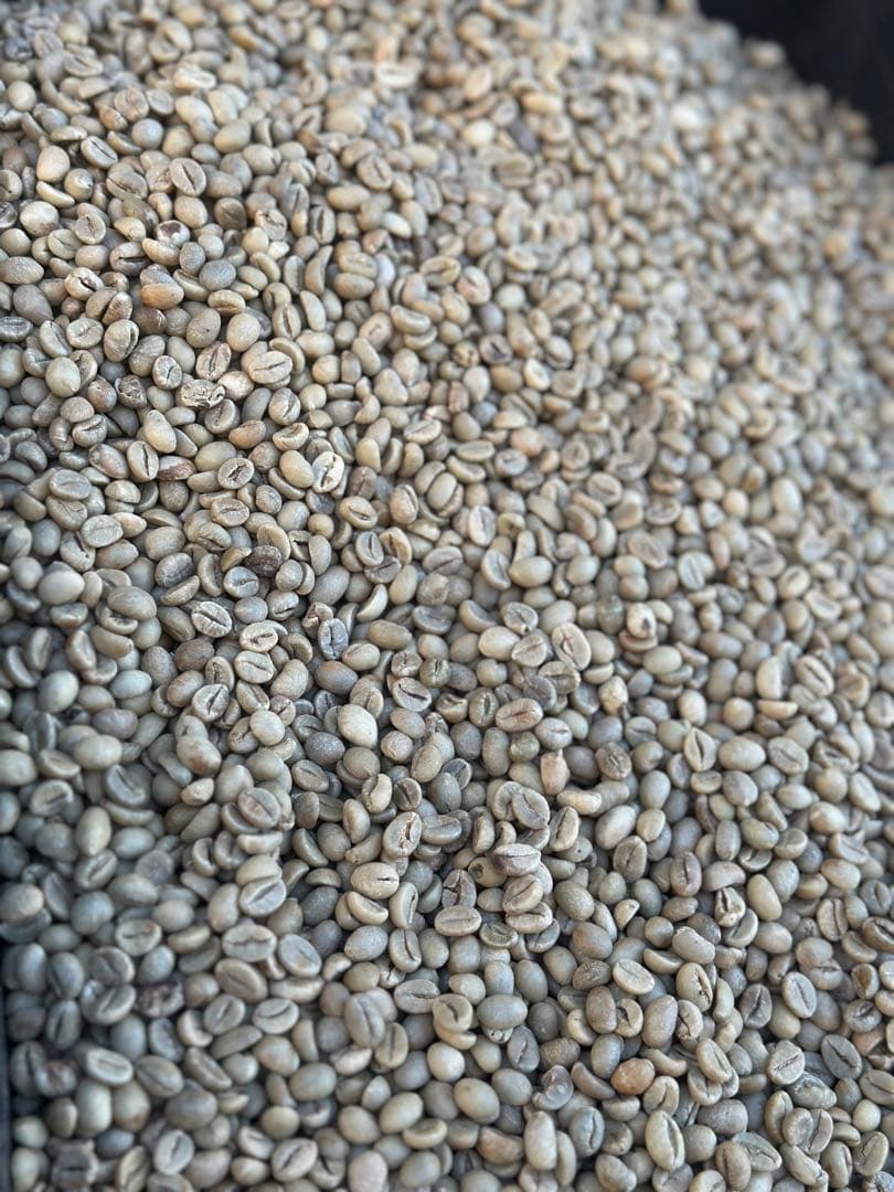 爆安!!【コーヒー生豆】グアテマラSHB ウォッシュド8kg※送料無料