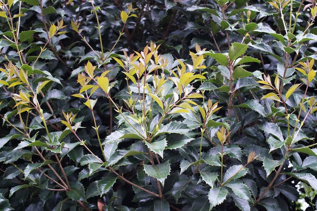 美品 Nikon ai-s NIKKOR 50mm f1.4