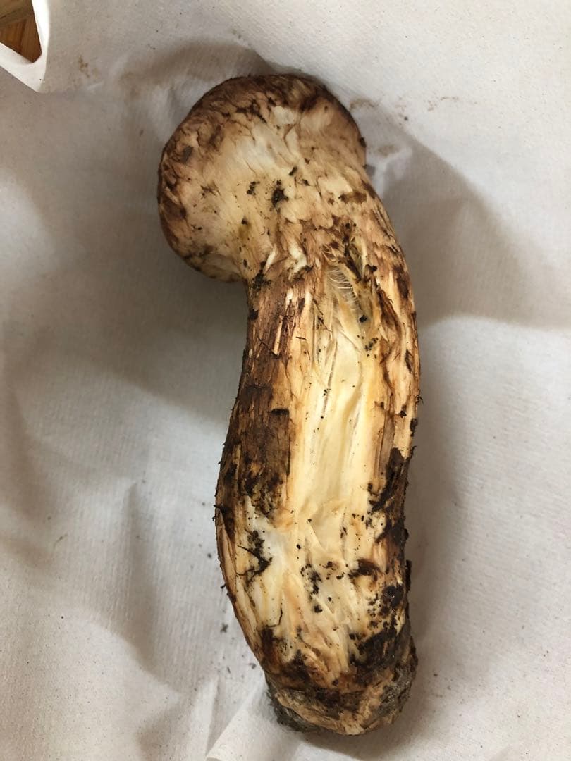 岩手県産　訳あり天然松茸（166g）