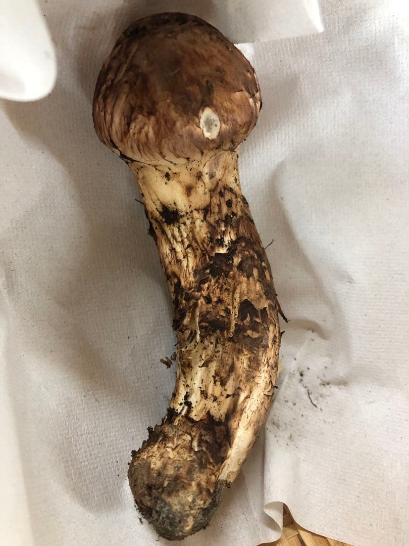 岩手県産　訳あり天然松茸（166g）