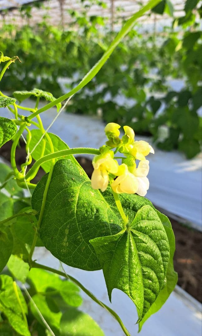 ジャンボインゲン10キロ