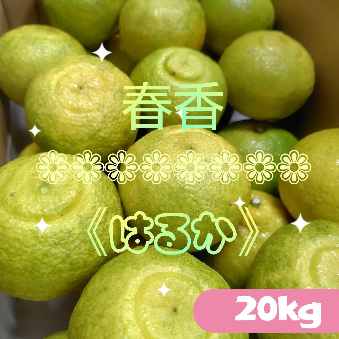 【ꕤ420】はるか『ご家庭用』熊本みかん（20kg）