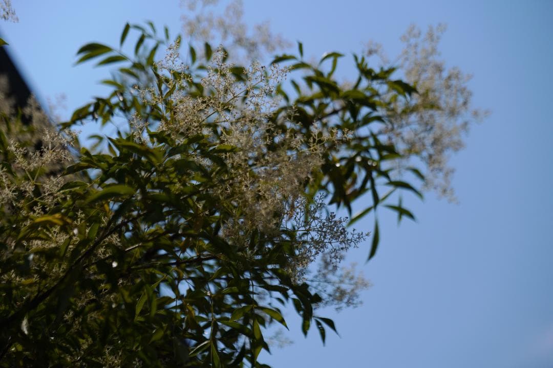 綺麗 Panasonic LUMIX S 24-105mm F4