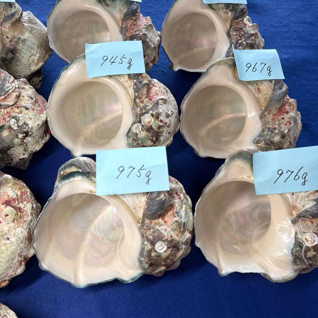 夜光貝　ヤコウ貝　まとめ売り　16個　15、1kg アクセサリー　ルアー