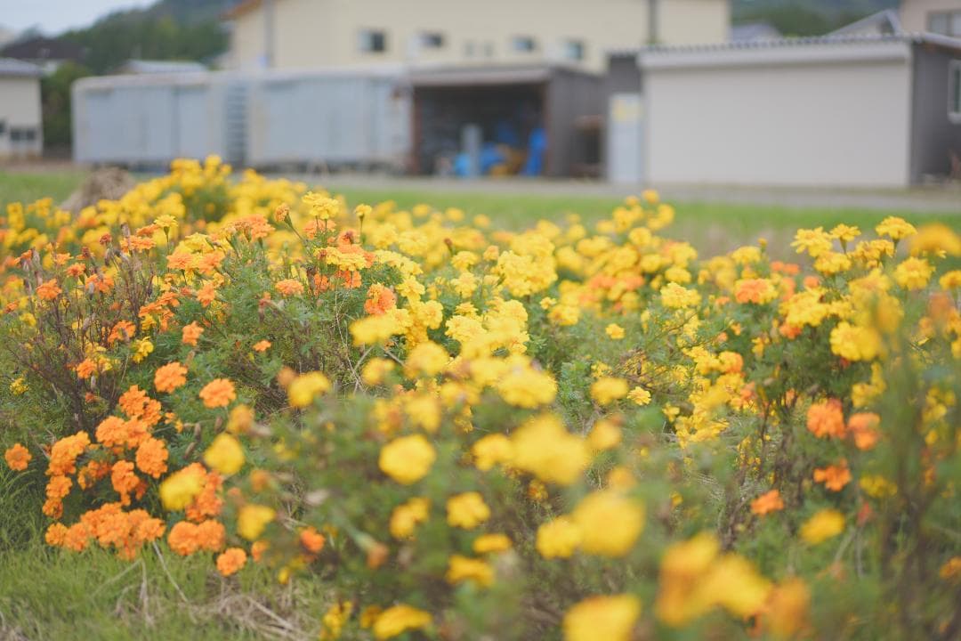 レンズ(単焦点) Sonnar T* FE 55mm F1.8 ZA