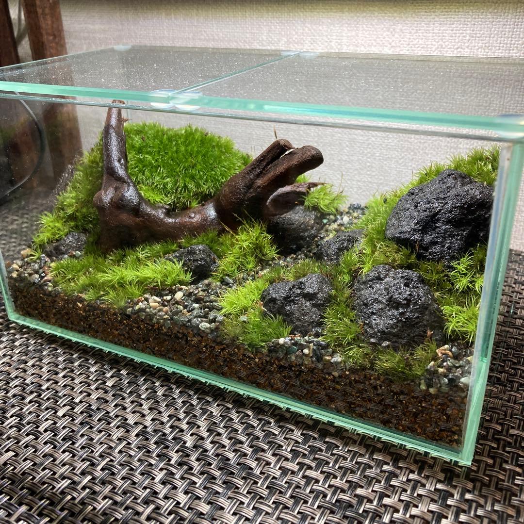 苔テラリウム　コレクション3