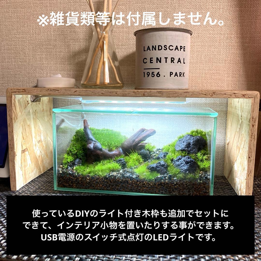 苔テラリウム　コレクション3