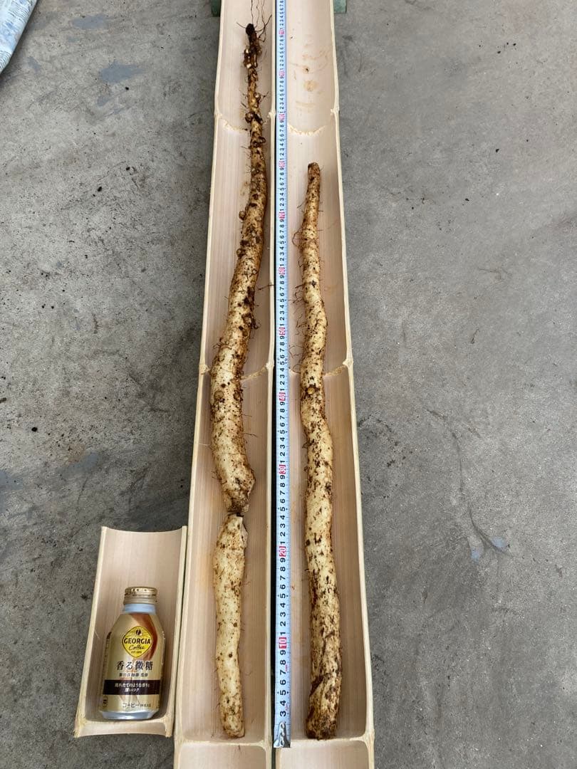 掘り立て‼︎鹿児島県産 天然自然薯１.５キロ