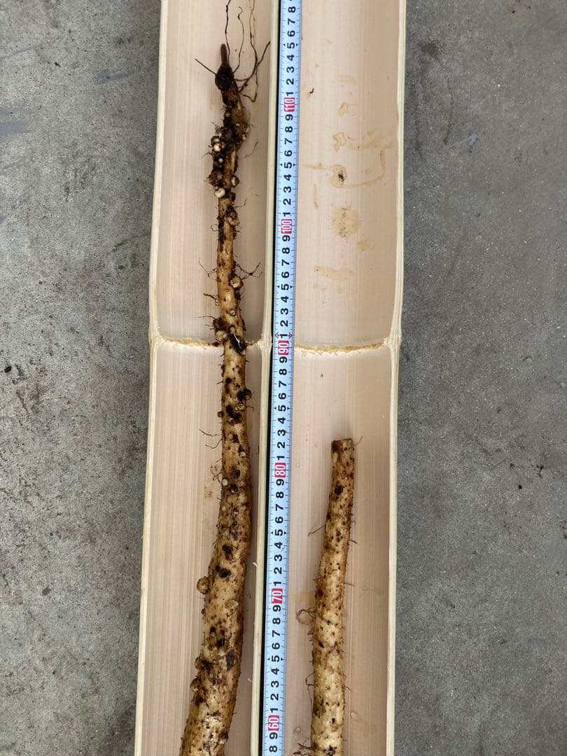 掘り立て‼︎鹿児島県産 天然自然薯１.５キロ