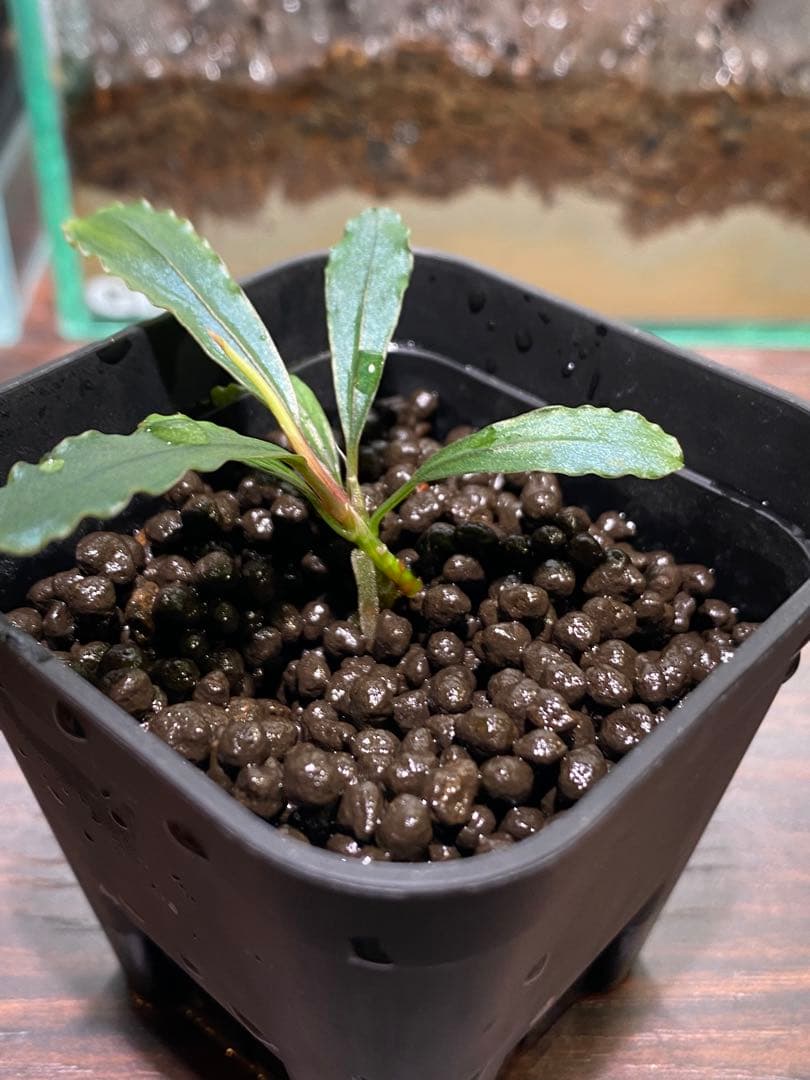 Bucephalandra sp.Sayan3 Melawi 【TB】