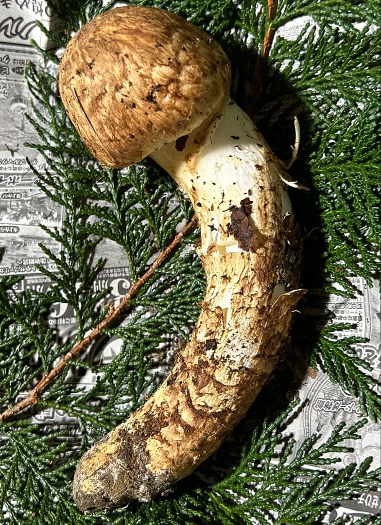 ☆信州産松茸☆今現在約140グラム☆まつたけ☆クール便送料着払い☆国産松茸☆L☆