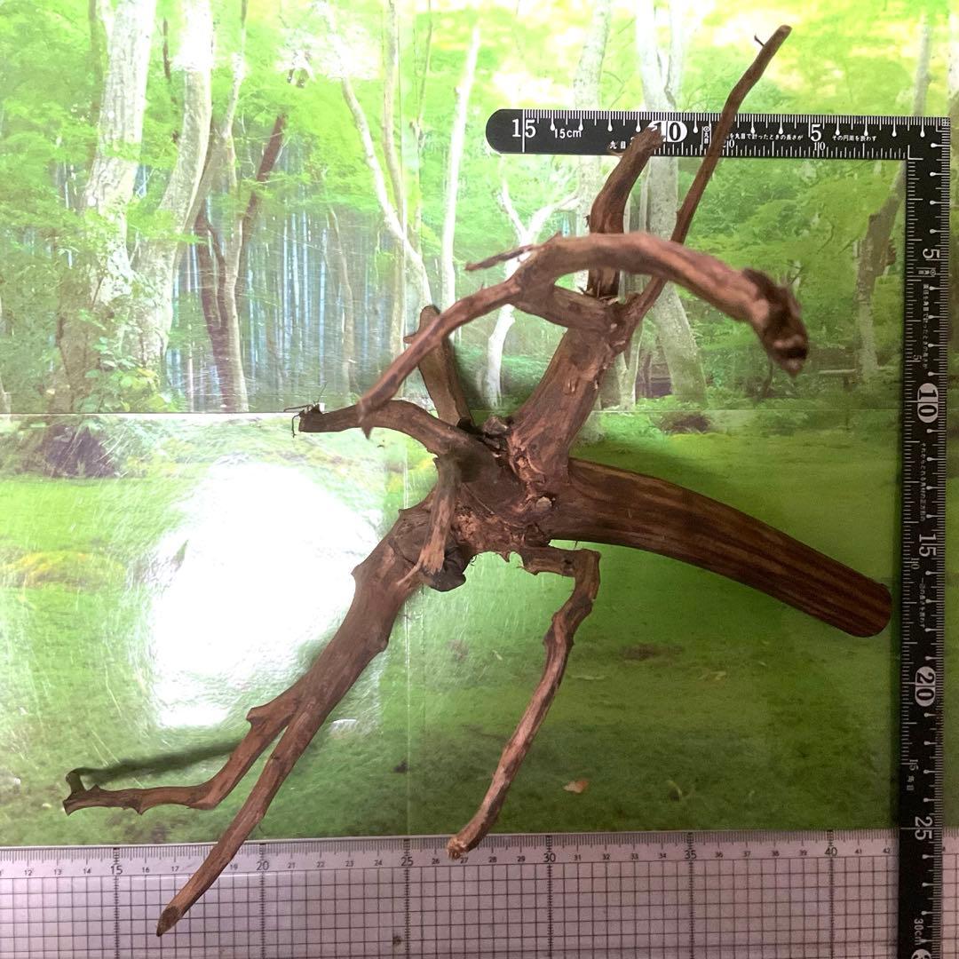 海賊王ご提案用　天然水槽用流木　煮沸沈水確認済　ブランチウッド