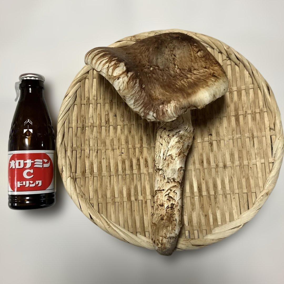 岩手県産松茸　２１２g