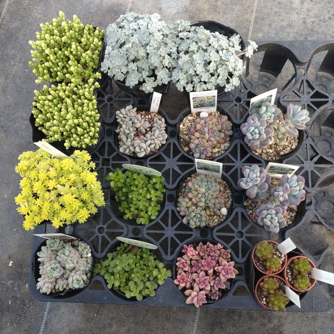 ぷっぷ丸さん専用