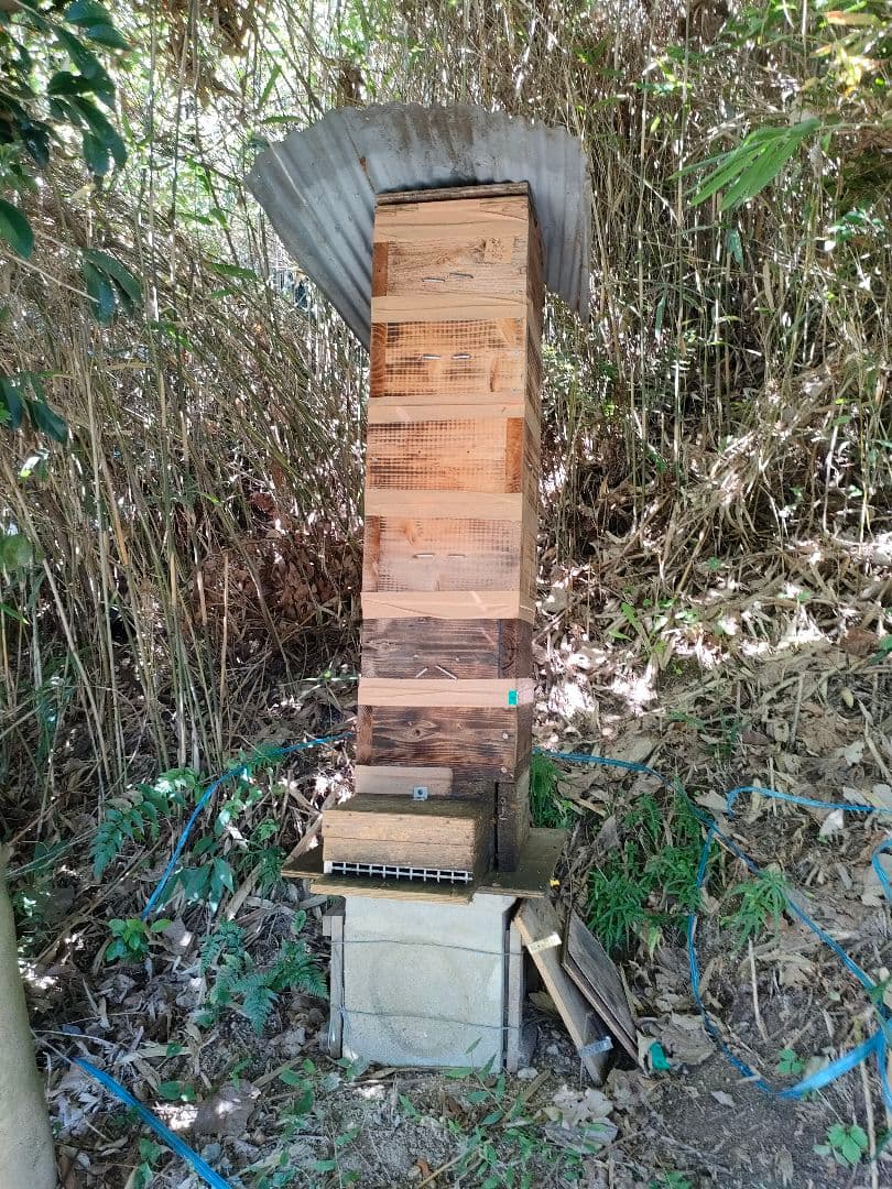 特価8200円 日本ミツバチの巣蜜