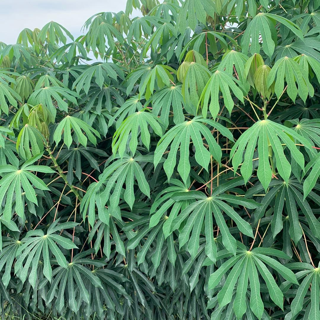 商品説明欄必読【新鮮品質】キャッサバ芋 23kg