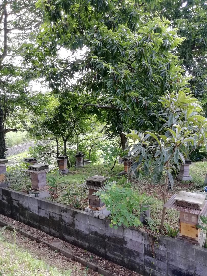 ♥️極み★稀少セット品『100％純粋春蜜の2瓶セット』《幻の天然完熟百花蜜》