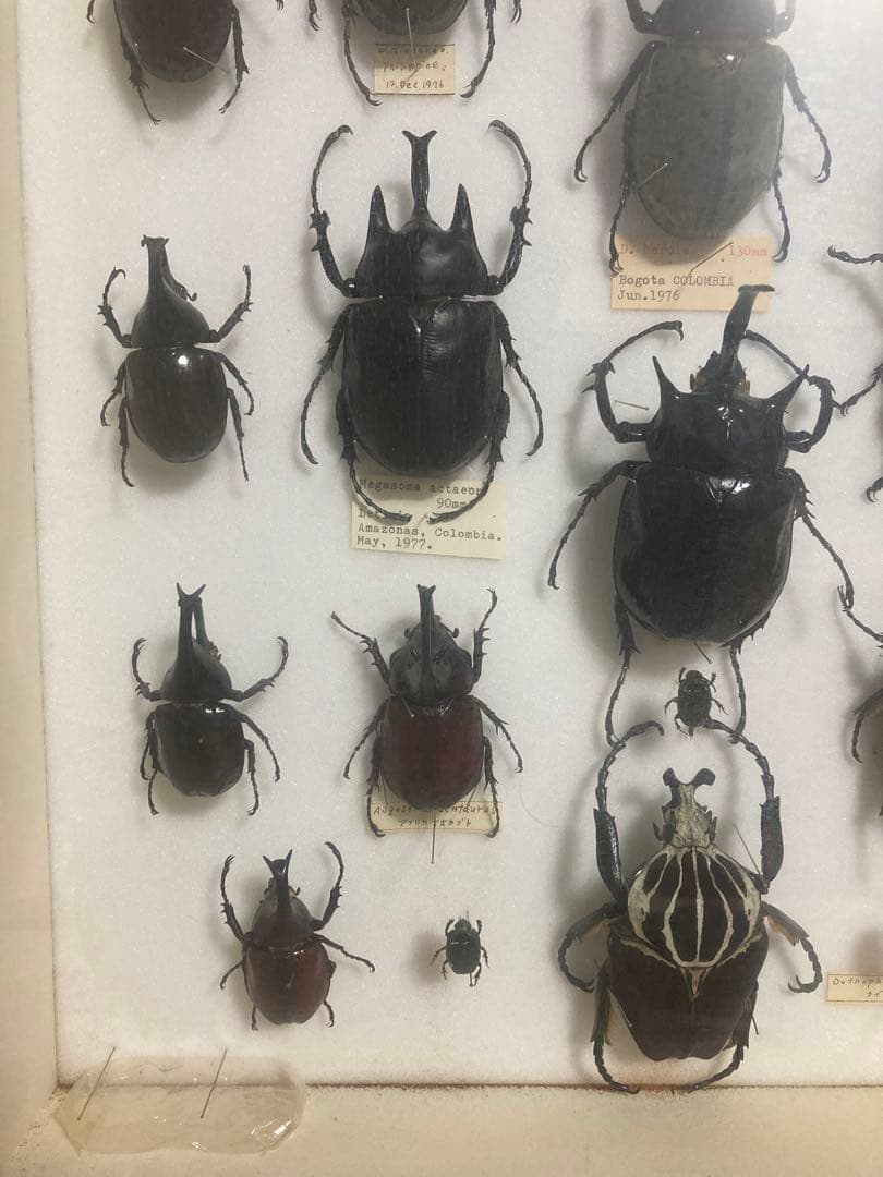 カブトムシ　標本　海外　標本箱　まとめ売り