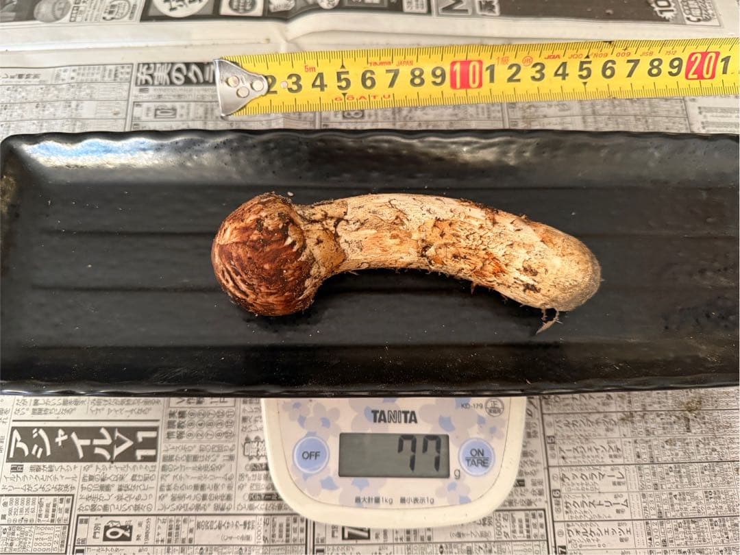 松茸　北海道　500g 送料込　④