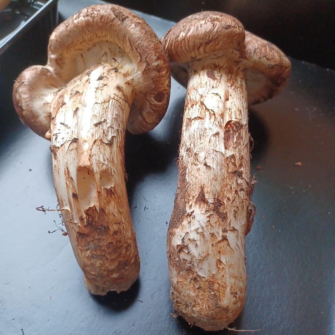 岩手県産　特大松茸　420g