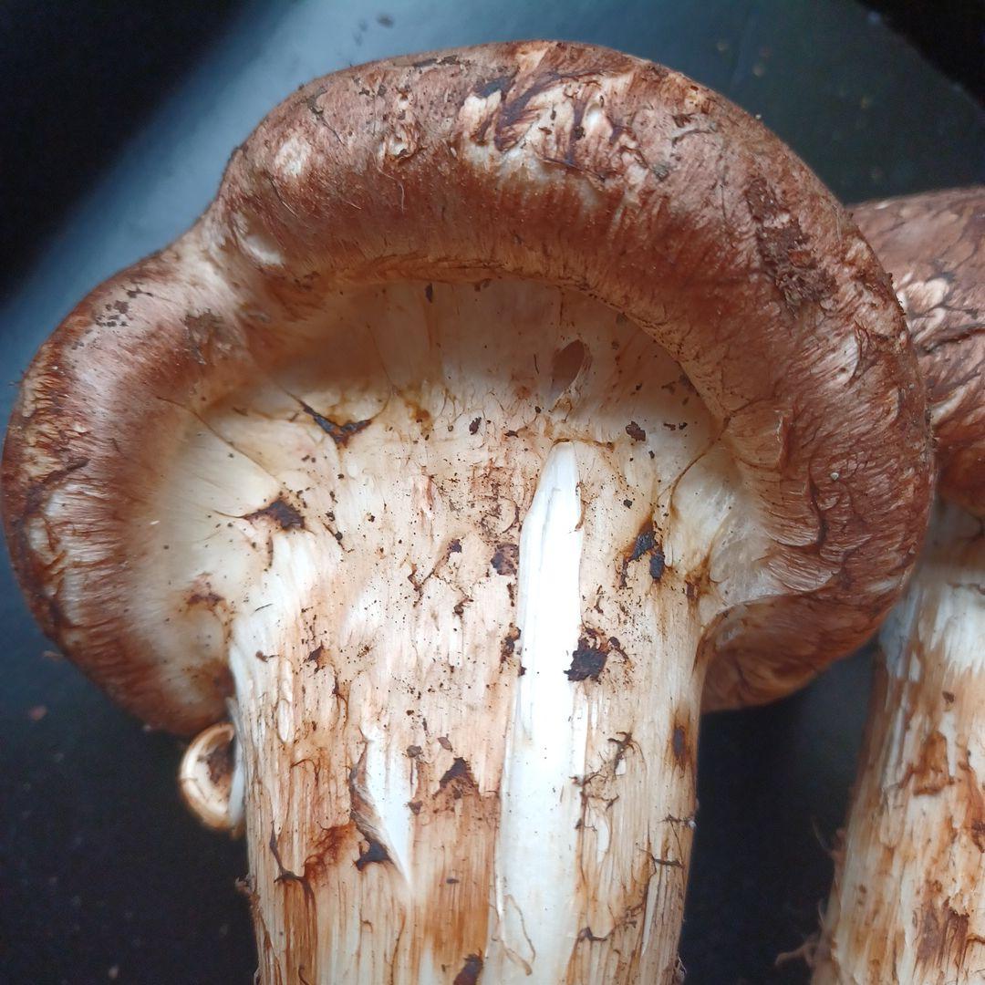 岩手県産　特大松茸　420g